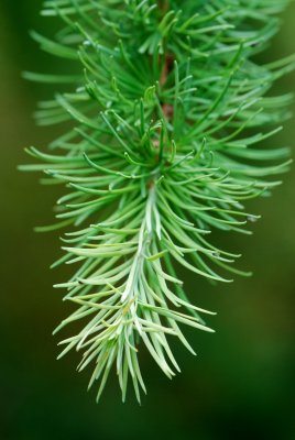 Larix kaempferi - modřín japonský - jehlice